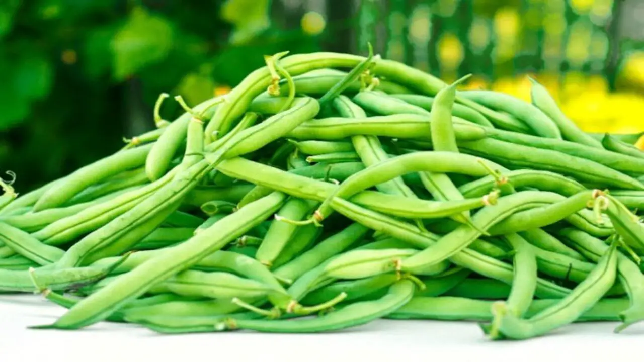 Green Beans (Phaseolus Vulgaris)