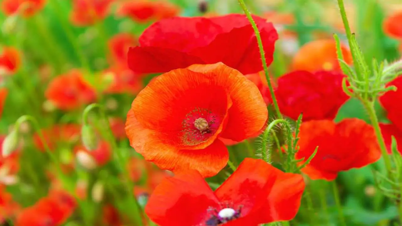Grow And Care Five Tips For Growing-Iceland Poppies