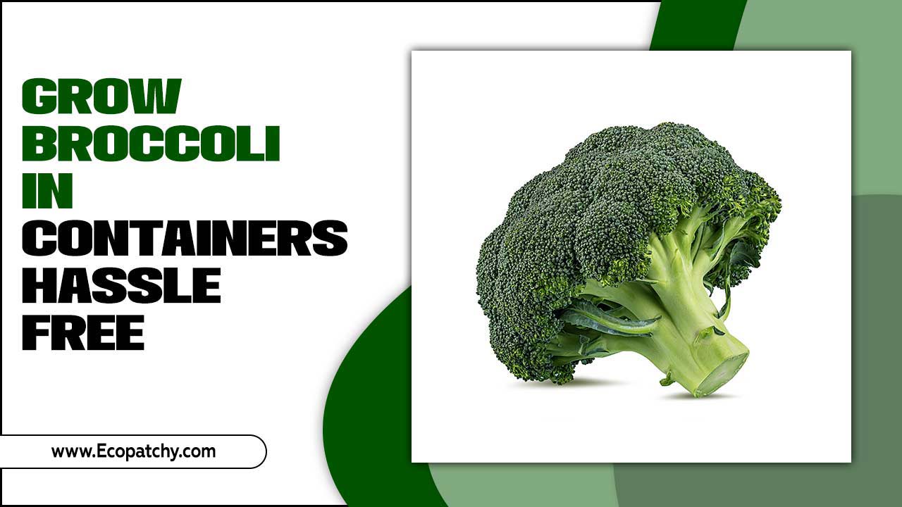 Grow Broccoli In Containers Hassle Free