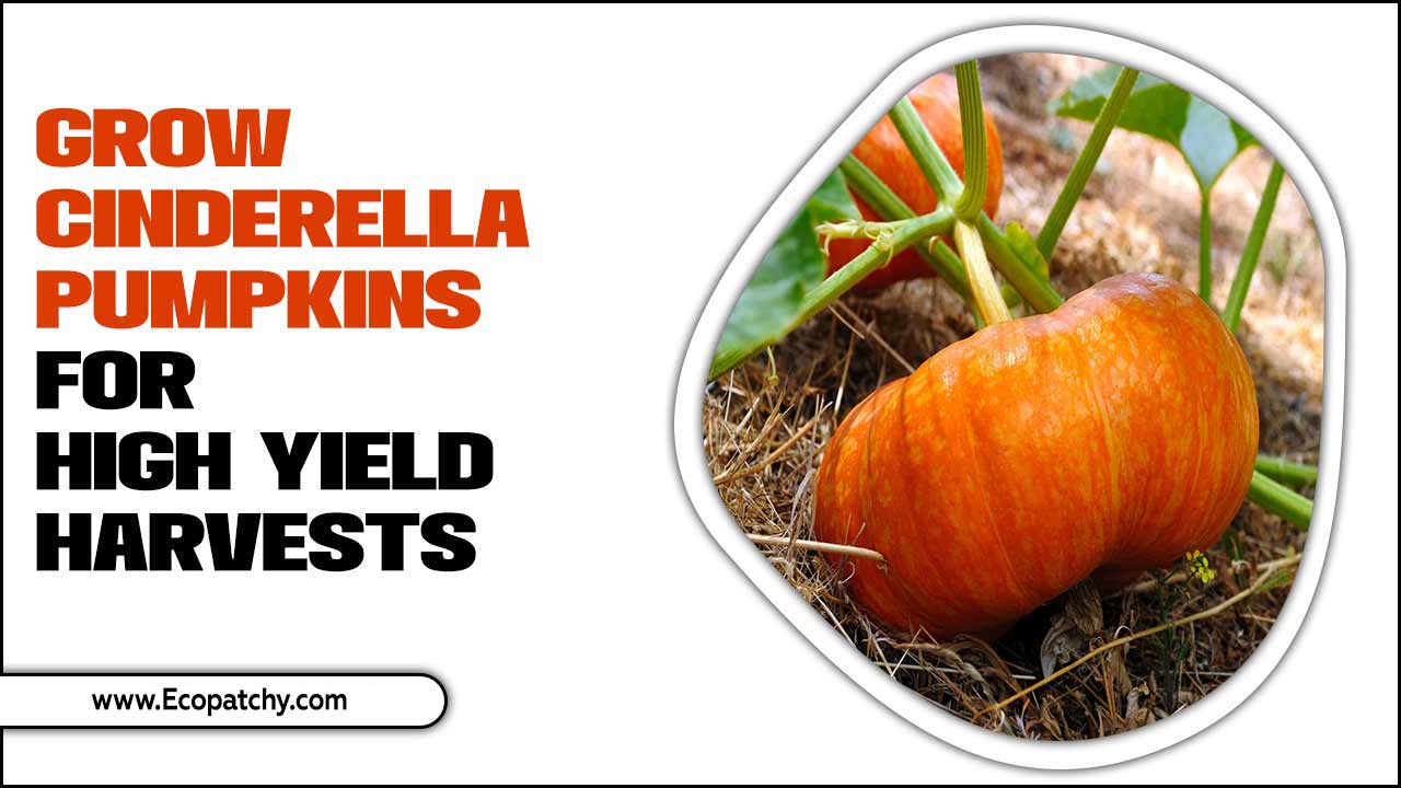 Grow Cinderella Pumpkins For High Yield Harvests