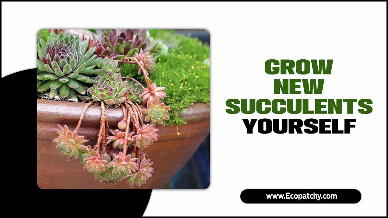 Grow New Succulents Yourself