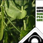 How To Grow Sugar Snap Peas In A Greenhouse – A Beginner’s Guide