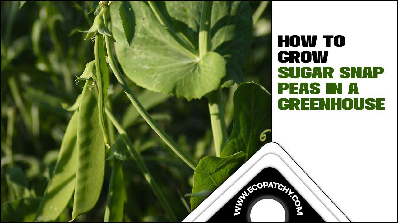 Grow Sugar Snap Peas In A Greenhouse