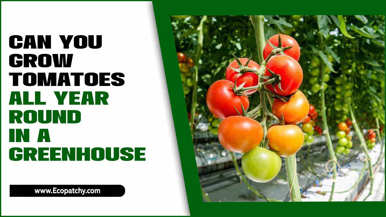 Grow Tomatoes All Year Round In A Greenhouse