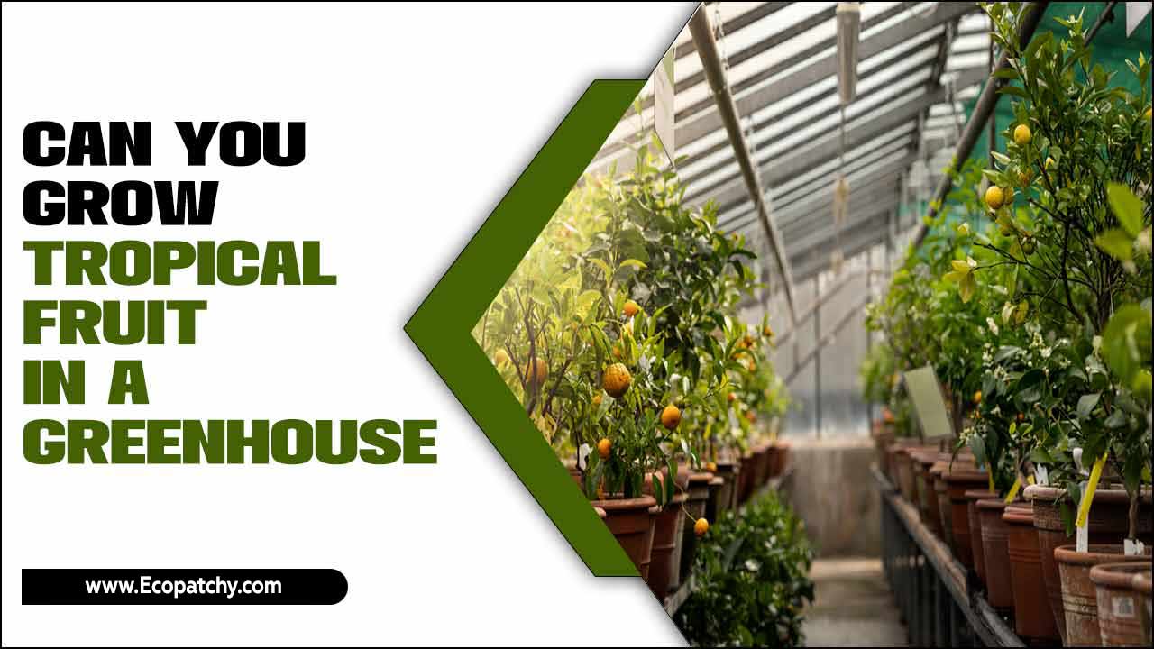 Grow Tropical Fruit In A Greenhouse