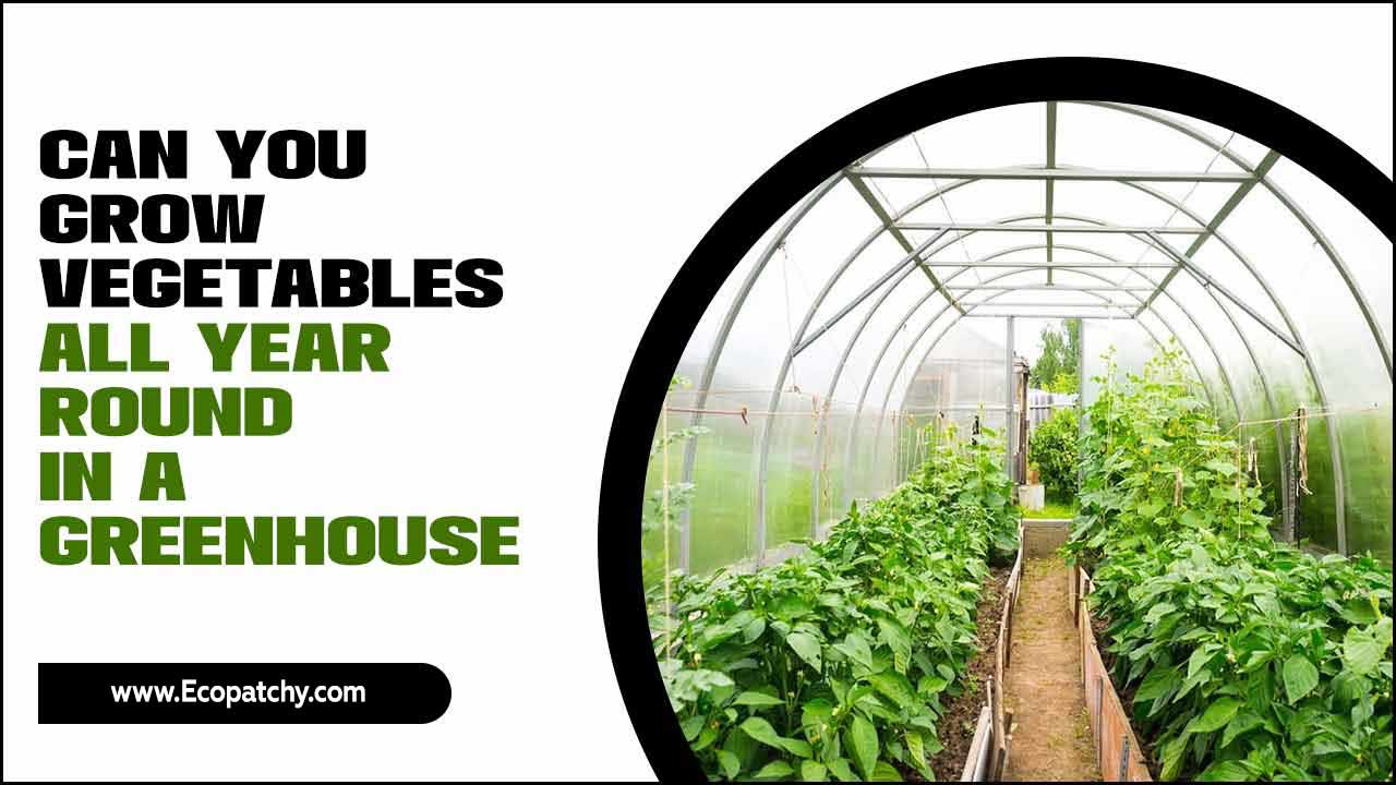 Grow Vegetables All Year Round In A Greenhous