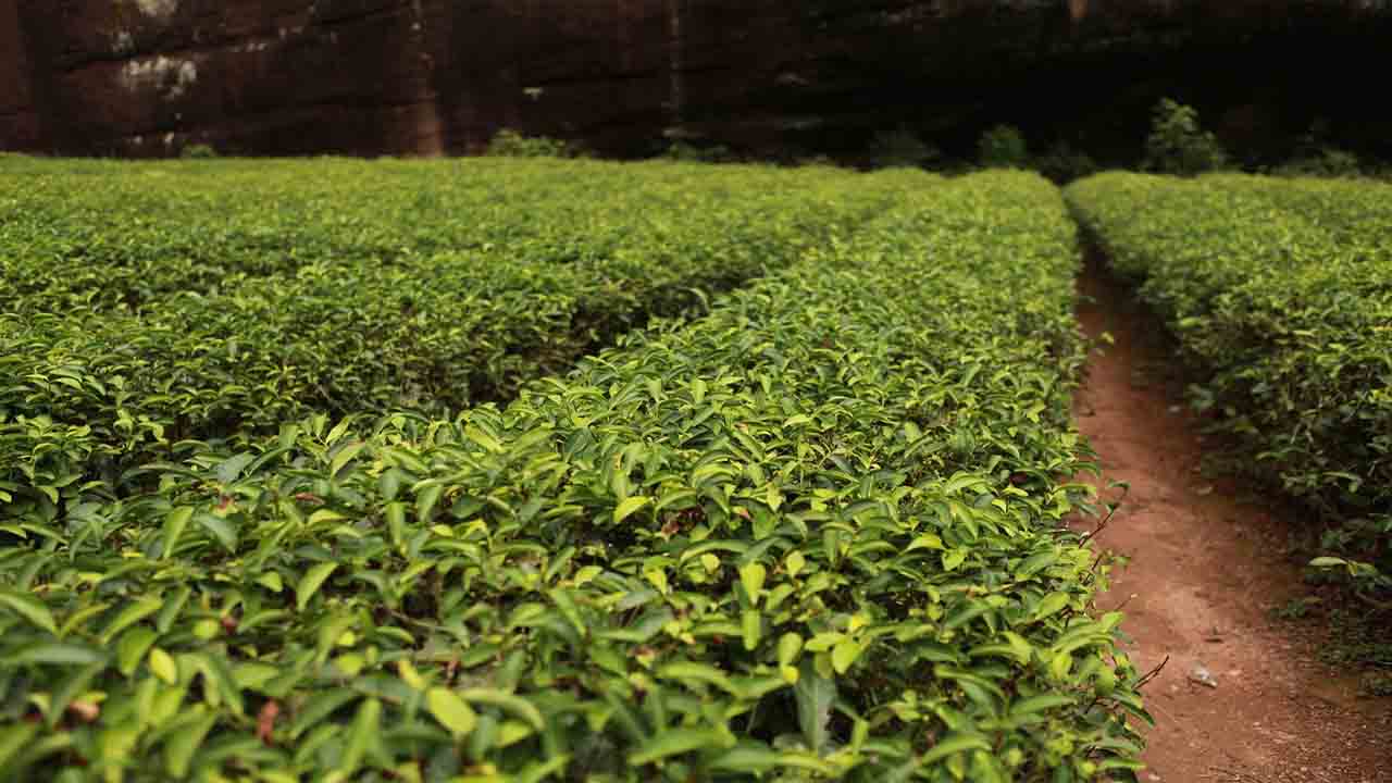 Growing An Impressive Tea Garden: A Complete Guide