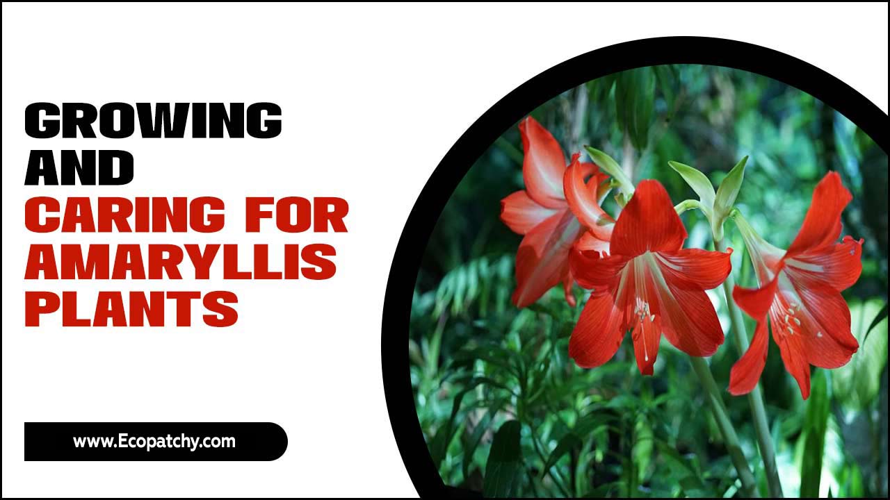 Growing And Caring For Amaryllis Plants