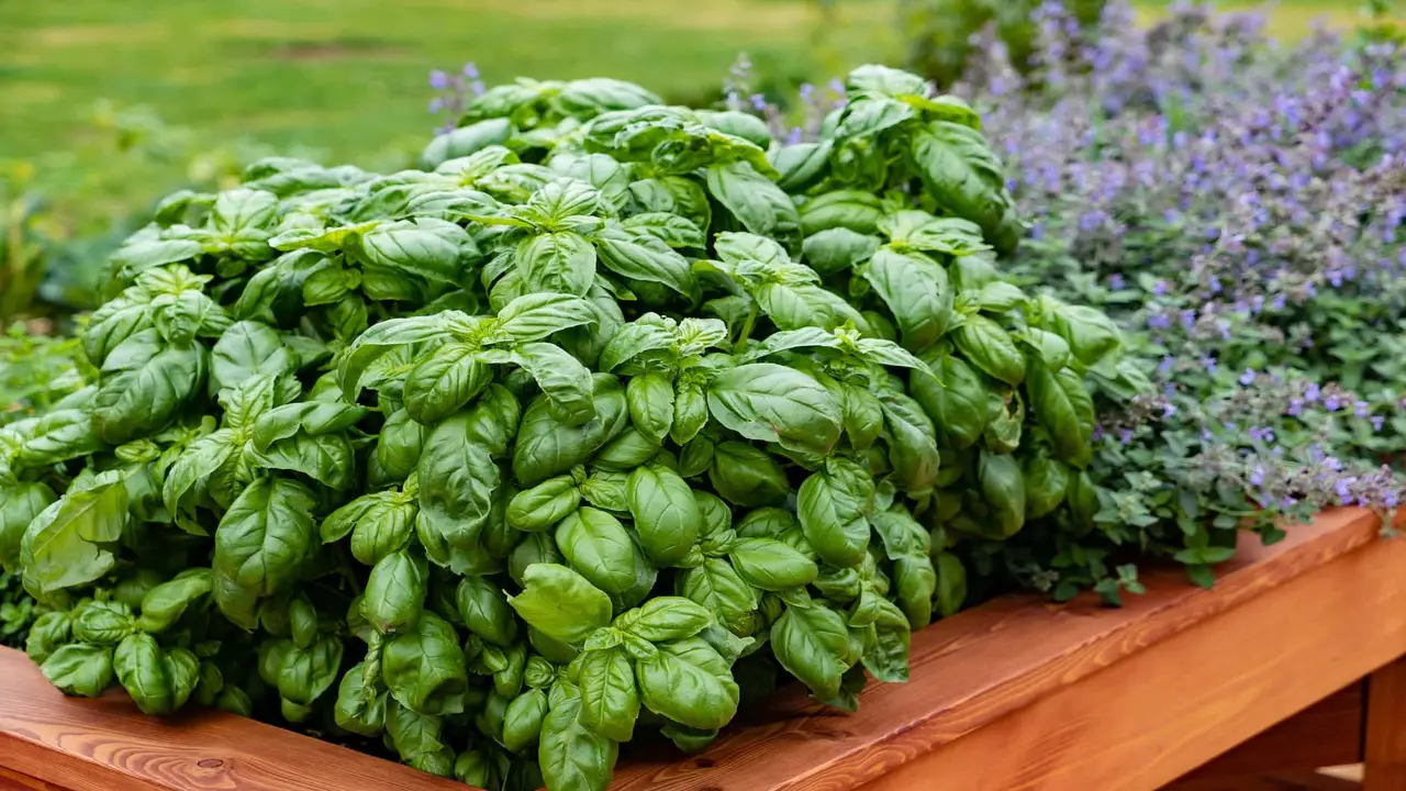 Growing And Caring For Basil Plants