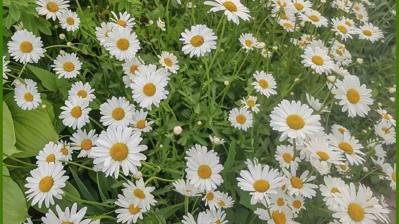 Growing And Caring For Chamomile In Your Tea Garden
