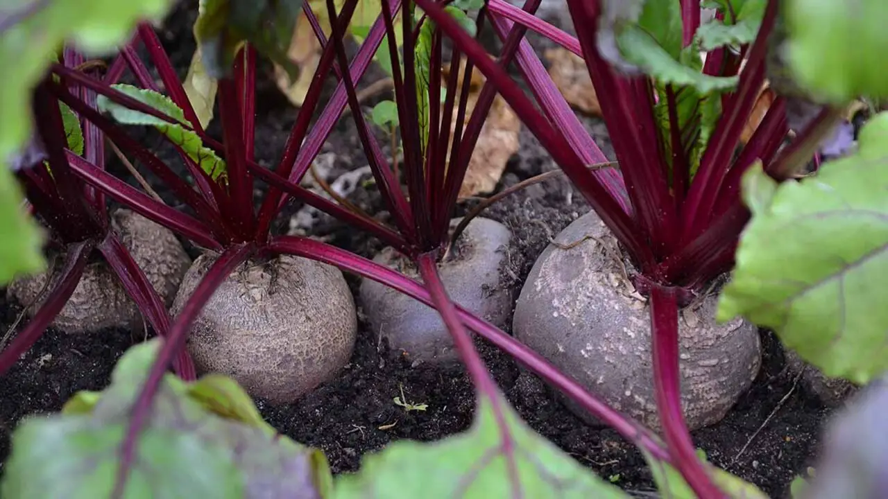 Growing Beets In Containers - Full Discussion