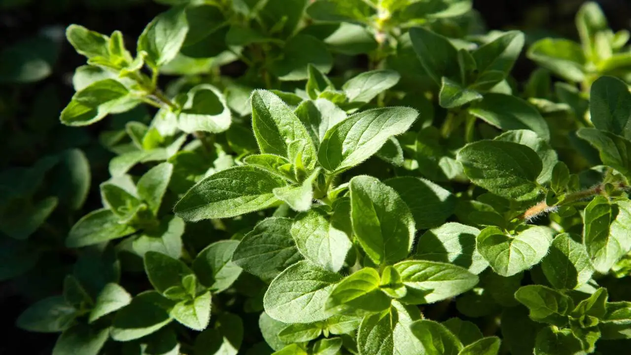 Growing Conditions And Care Tips For Oregano Plants