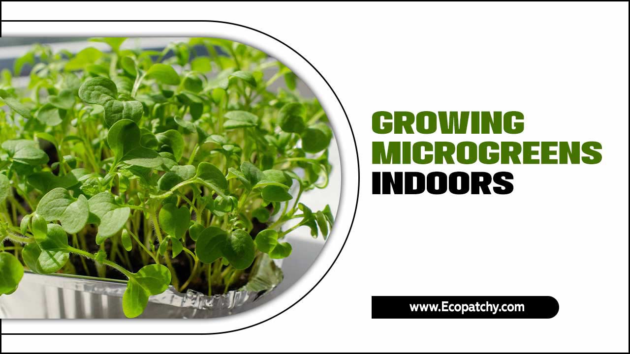 Growing Microgreens Indoors