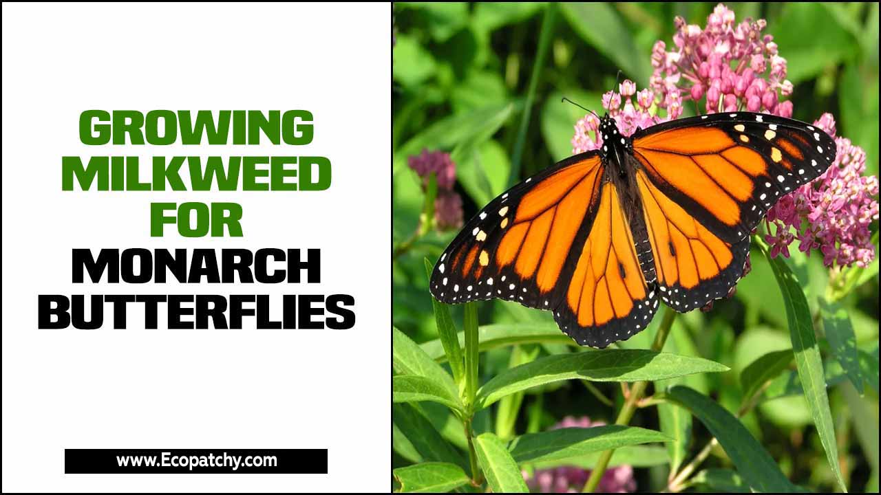 Growing Milkweed For Monarch Butterflies