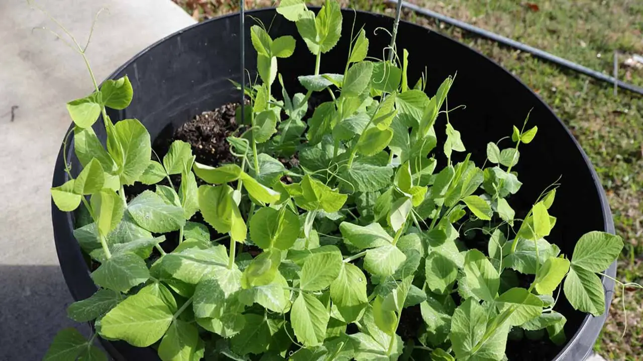 Growing Peas In Containers 101 - Full Discussion