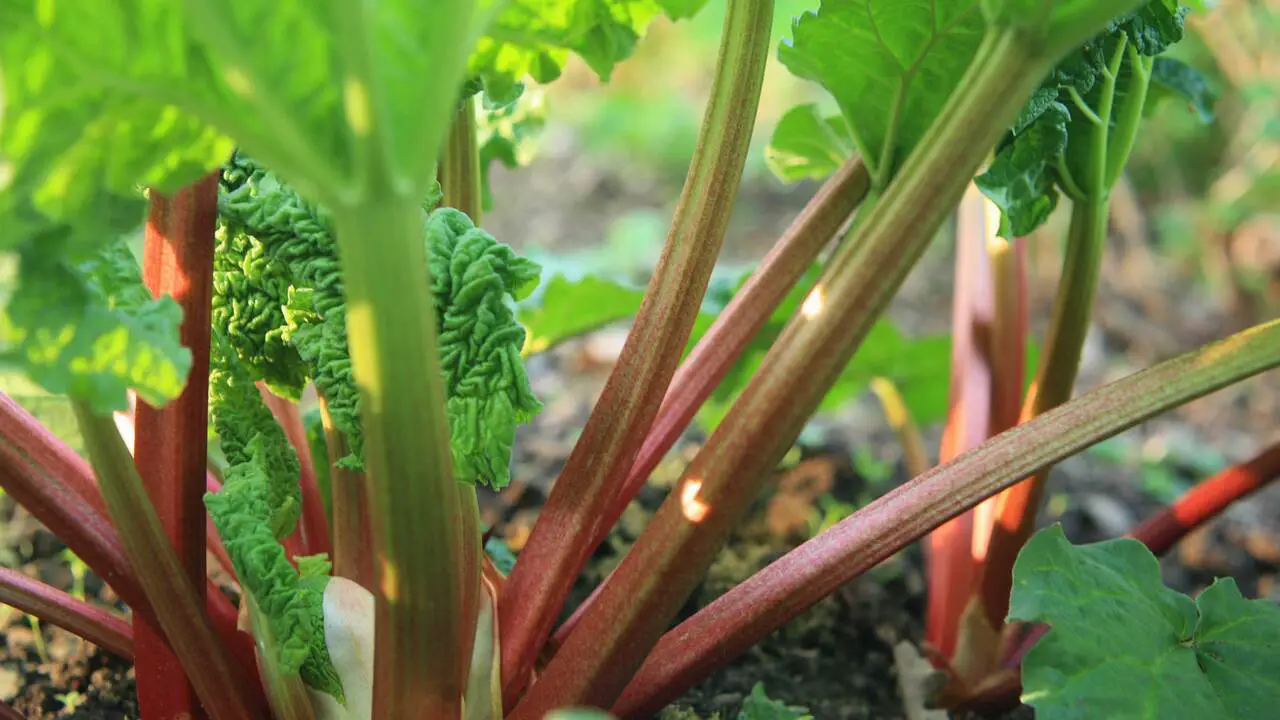 Growing Rhubarb - Problem Solving