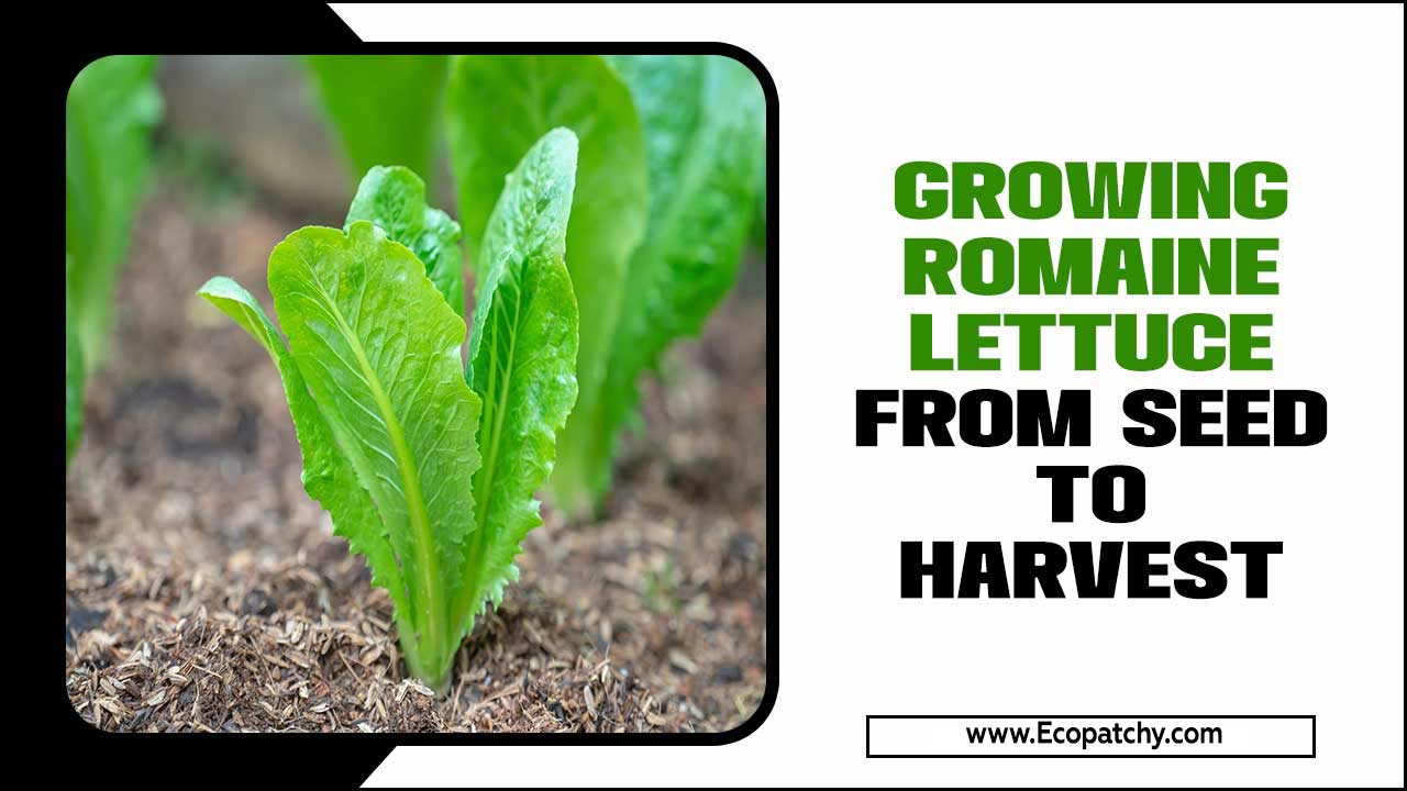 Growing Romaine Lettuce From Seed To Harvest