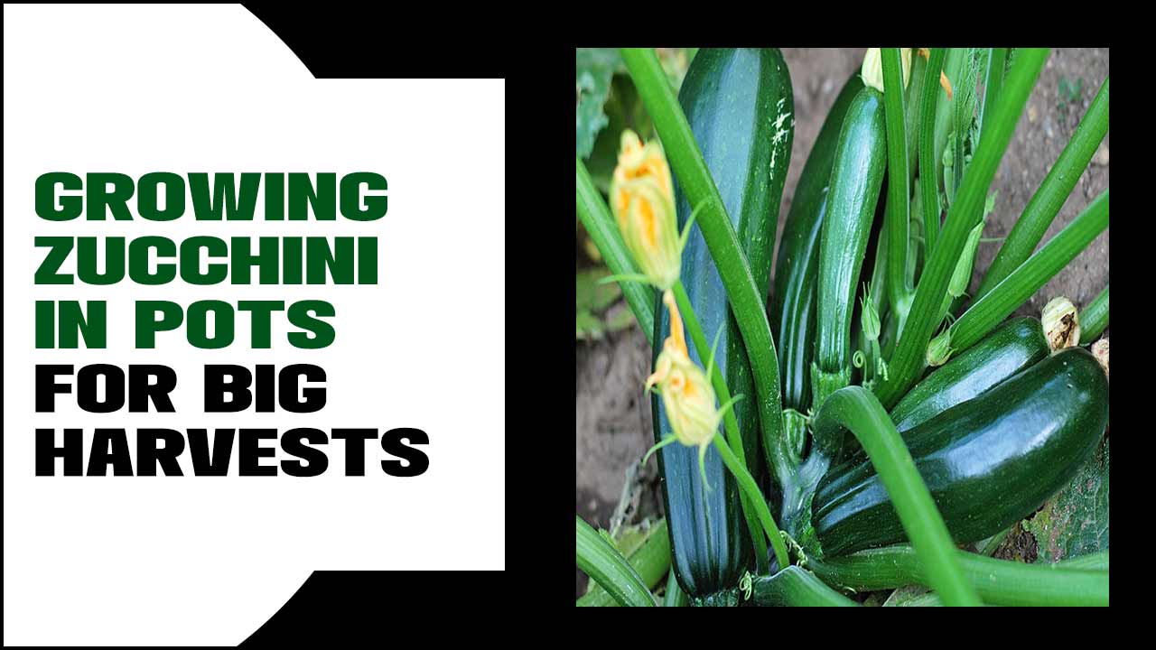 Growing Zucchini In Pots For Big Harvests