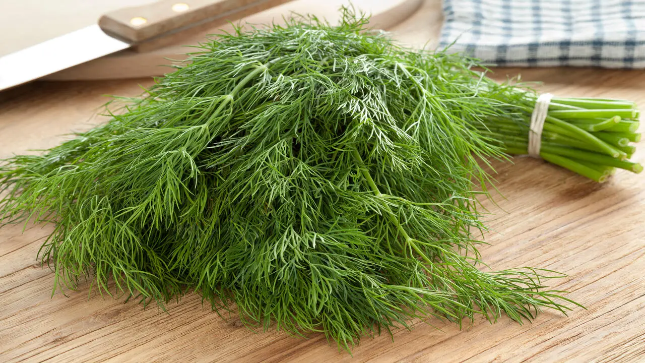 Harvest Your Dill