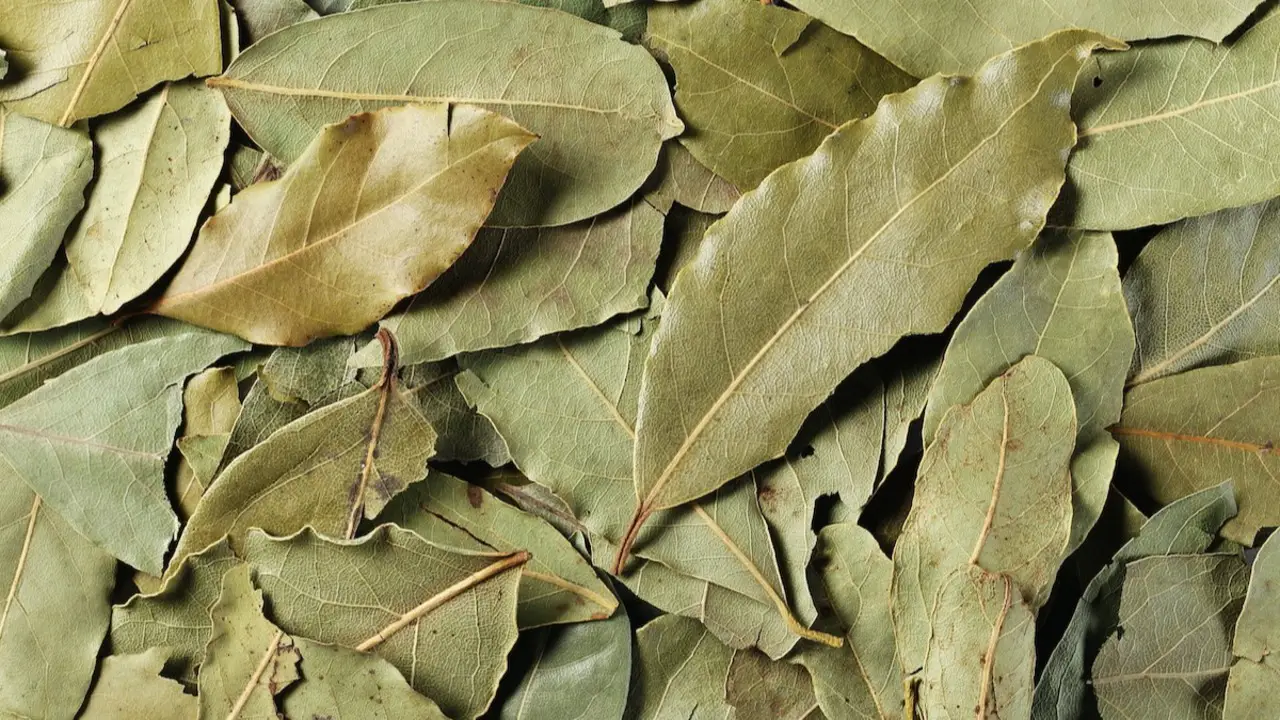 Harvesting And Drying Bay Leaves
