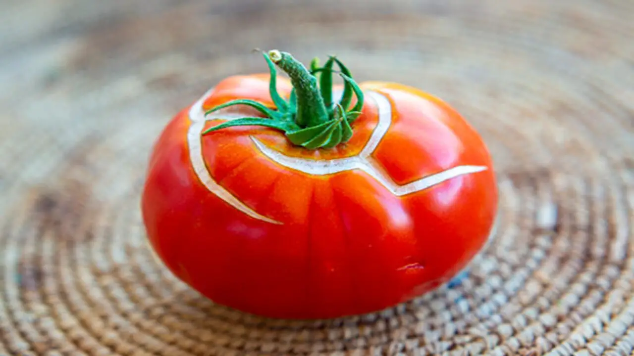 Harvesting And Handling Tomatoes To Minimize Splitting And Cracking