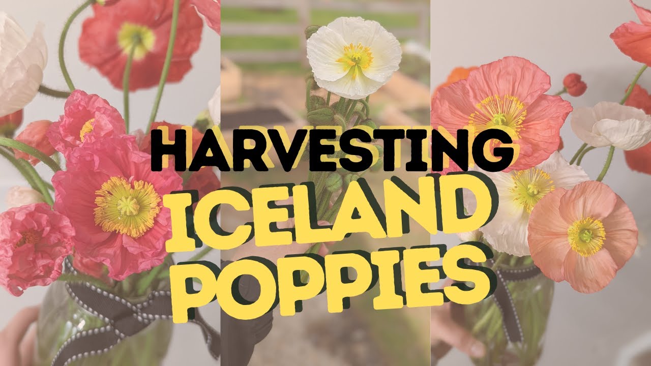 Harvesting And Preserving Iceland Poppies