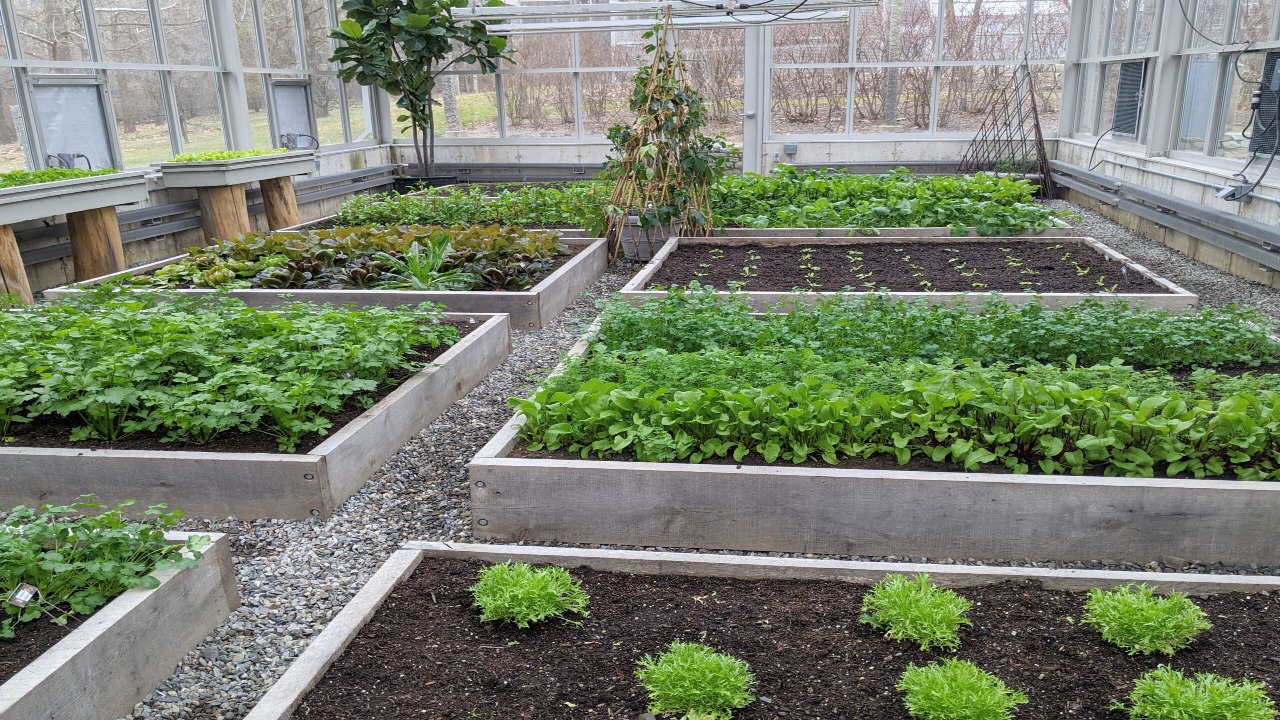 Harvesting And Preserving Your Greenhouse-Grown Vegetables Throughout The Year