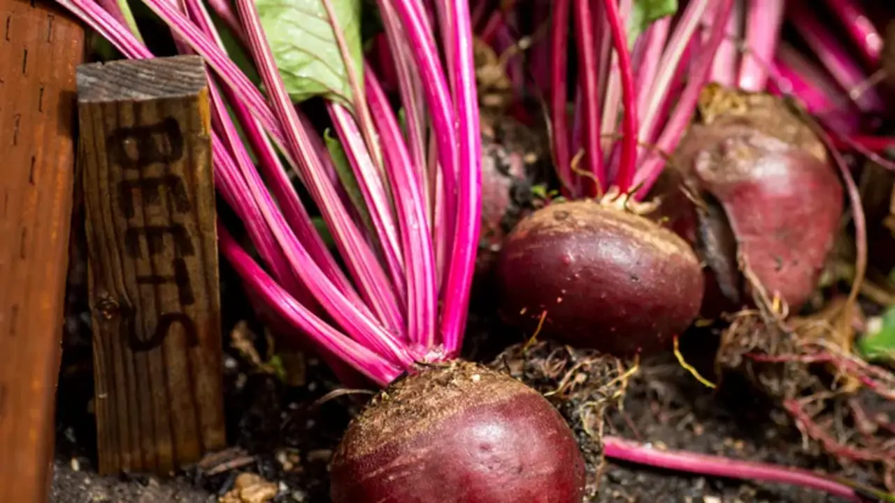 Harvesting And Storing Beets