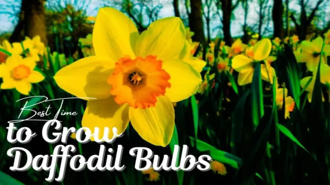 Harvesting And Storing Daffodil Bulbs