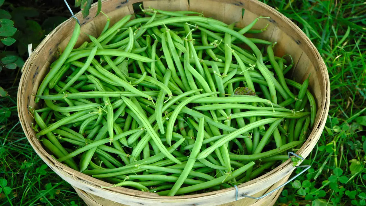 Harvesting And Storing Green Beans