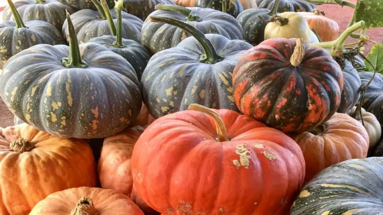 Harvesting And Storing Pumpkins Grown In Containers
