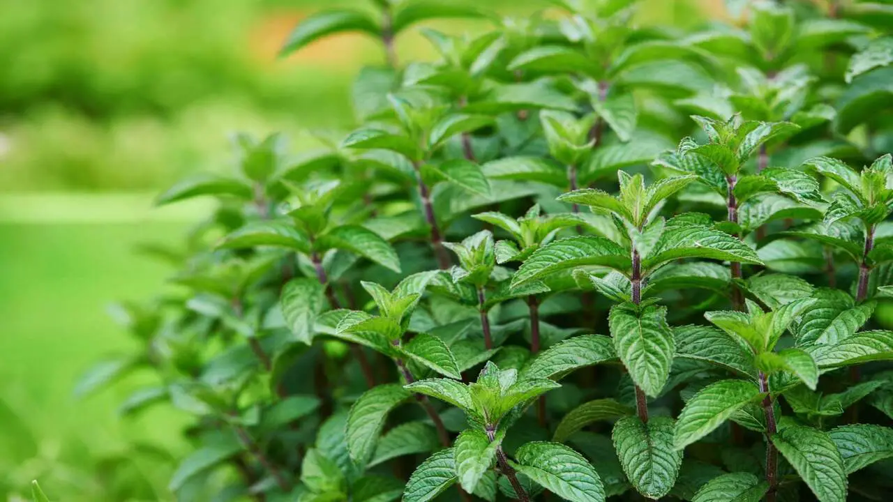 Harvesting And Storing Your Mint: Tips And Techniques