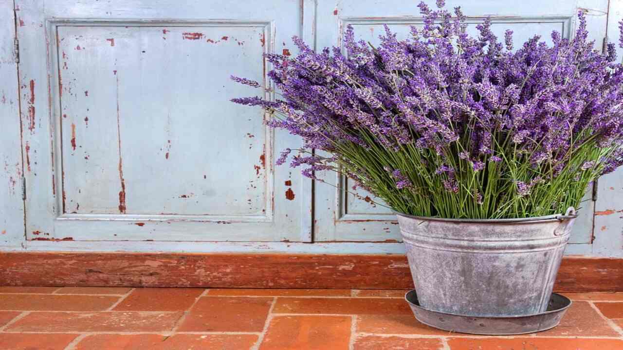 Harvesting And Using Lavender From Potted Plants