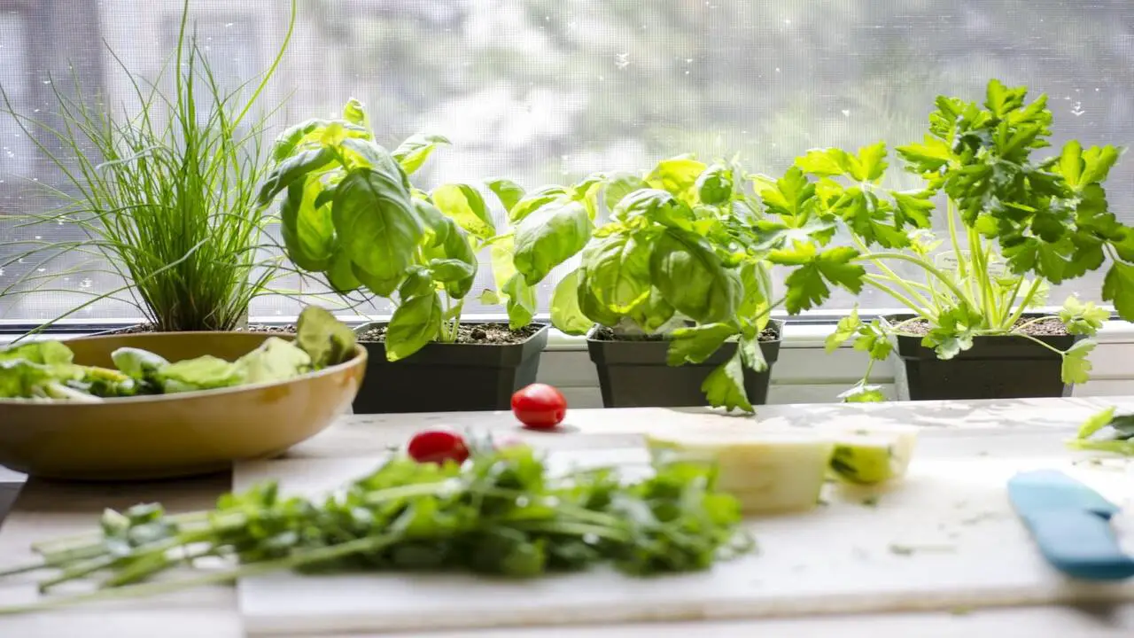 Harvesting And Using Your Indoor Garden Produce