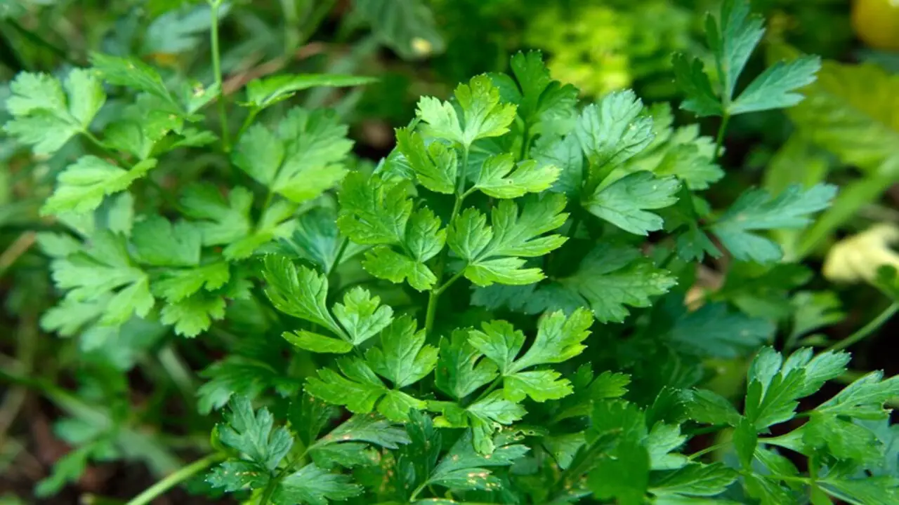 Harvesting Parsley By Hand