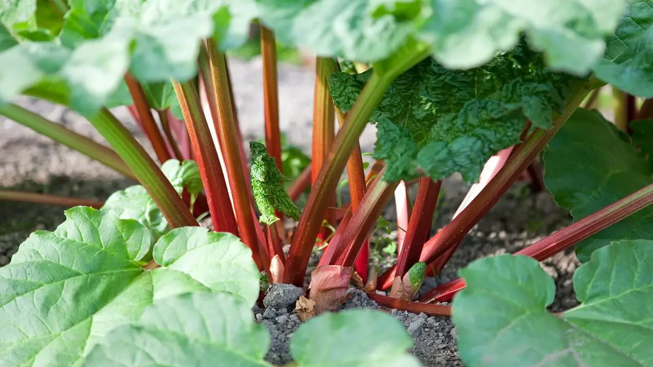 Harvesting Rhubarb 6 Tips And Techniques For A Bountiful Crop