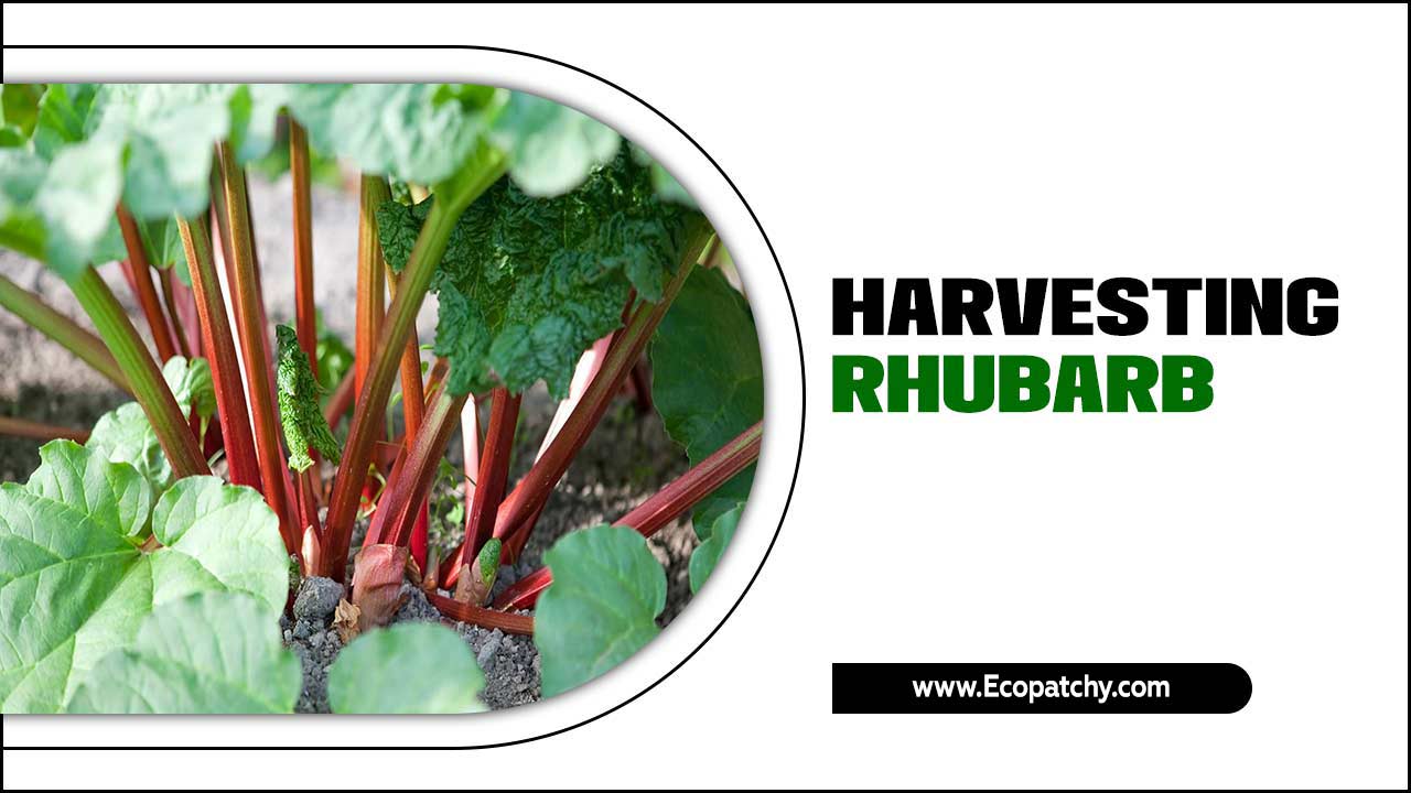 Harvesting Rhubarb