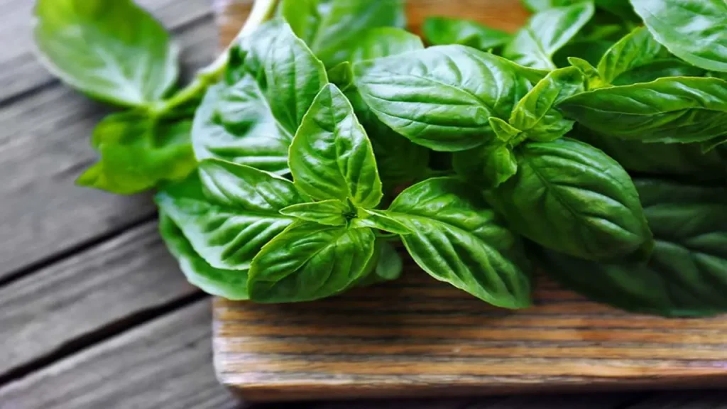 Have Too Much Basil: 5 Creative Ways
