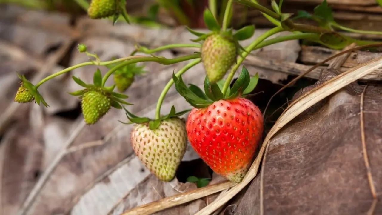 Herbs To Plant With Your Strawberries