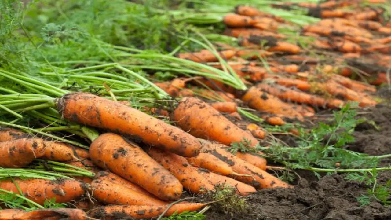 How And When To Harvest Carrots For Taste & Nutrition 6 Steps