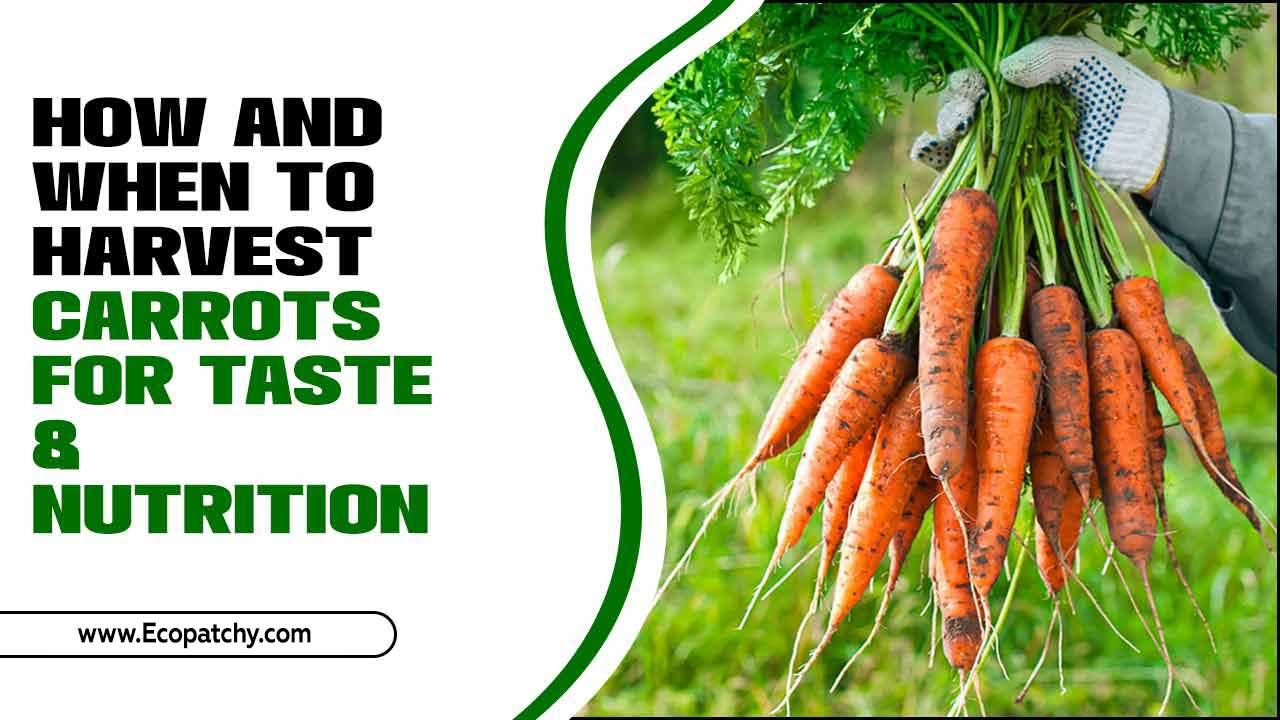 How And When To Harvest Carrots For Taste & Nutrition