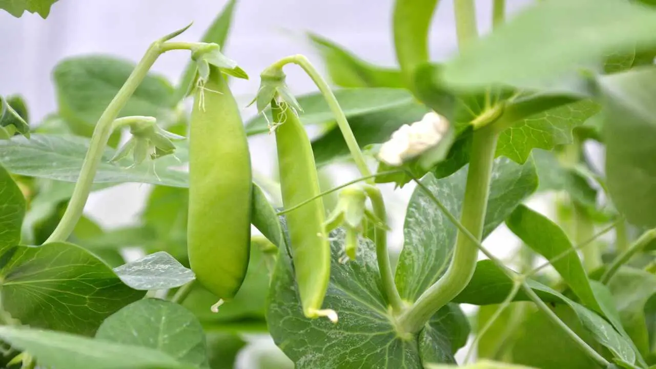 How And When To Harvest Peas