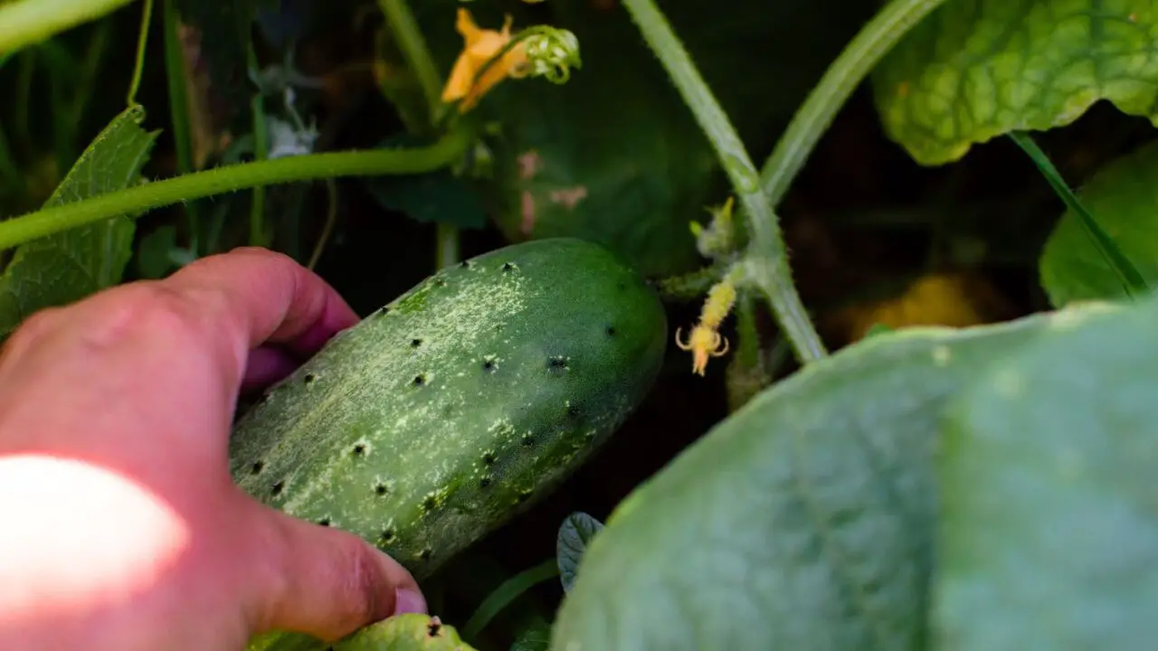 How And When To Pick Cucumbers 7 Steps
