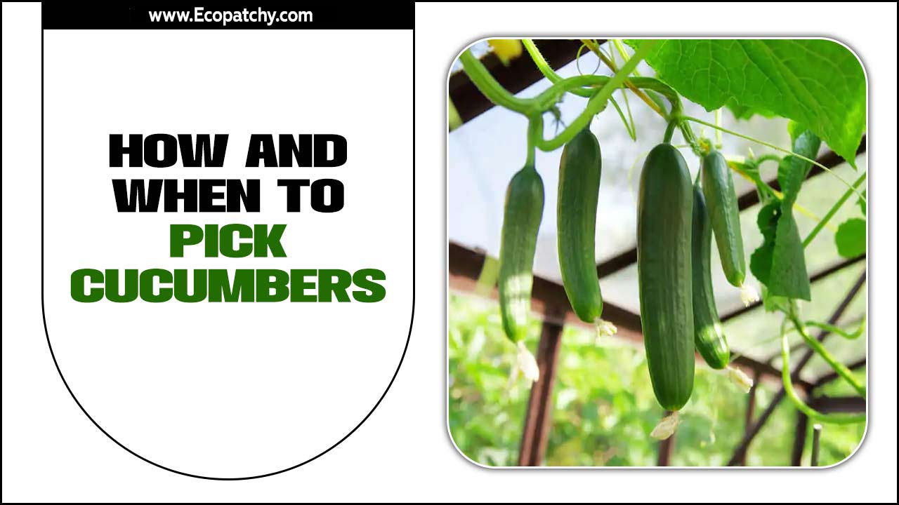 How And When To Pick Cucumbers