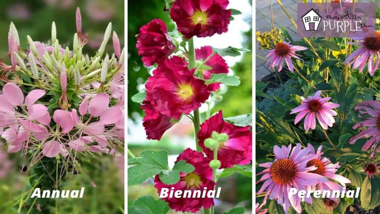 How Biennials Differ From Other Plants