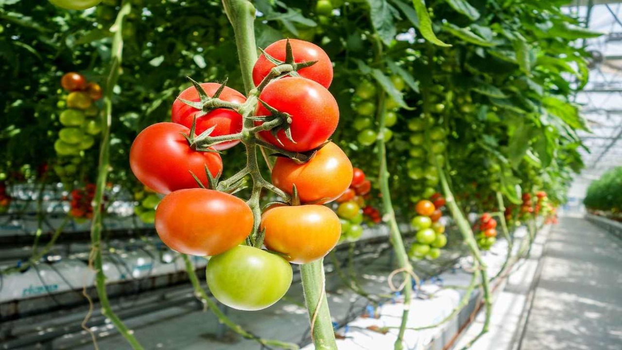 How Can You Grow Tomatoes All Year Round In A Greenhouse  - Simple 10 Step