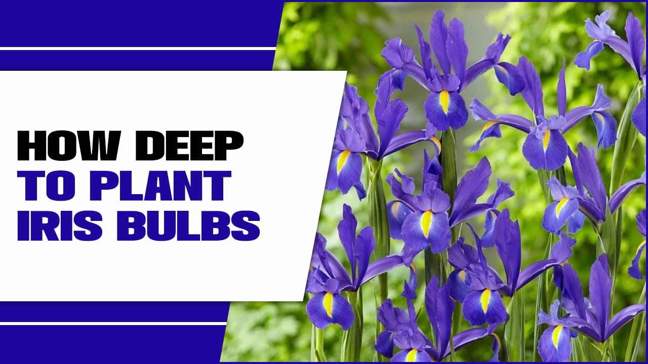 How Deep To Plant Iris Bulbs