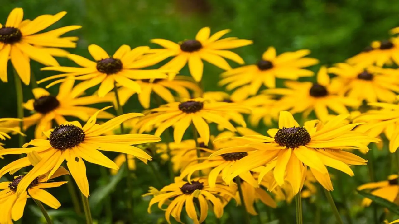 How Do You Grow Growing Gorgeous Black-Eyed Susans 8 Easy Ways