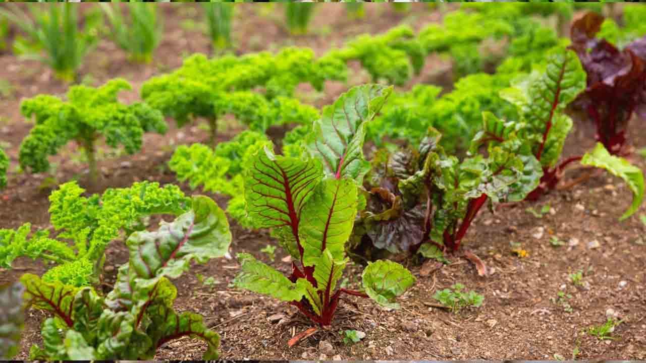 How Does Companion Planting Enhance Beet Growth