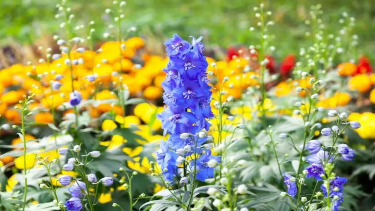 How Does Larkspur Flowers Enhance Your Garden's Beauty